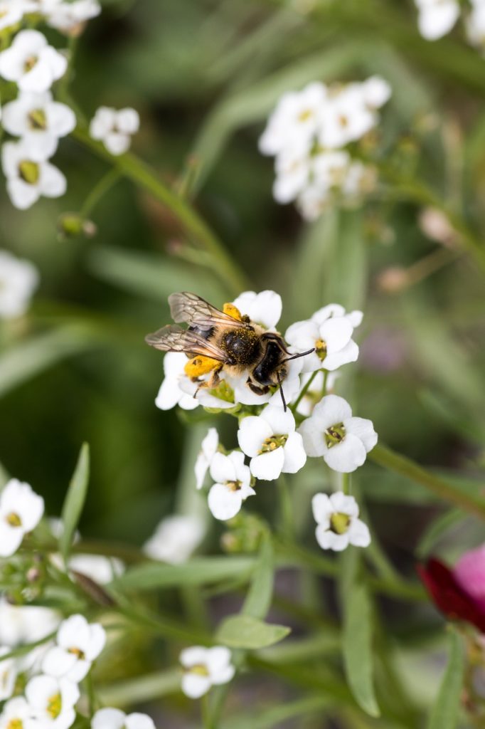 Bee Blossom Bloom Honey Bee Insect  - MelaniMarfeld / Pixabay