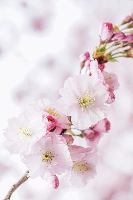 Cherry Blossoms Petals Nature Tree  - suju / Pixabay