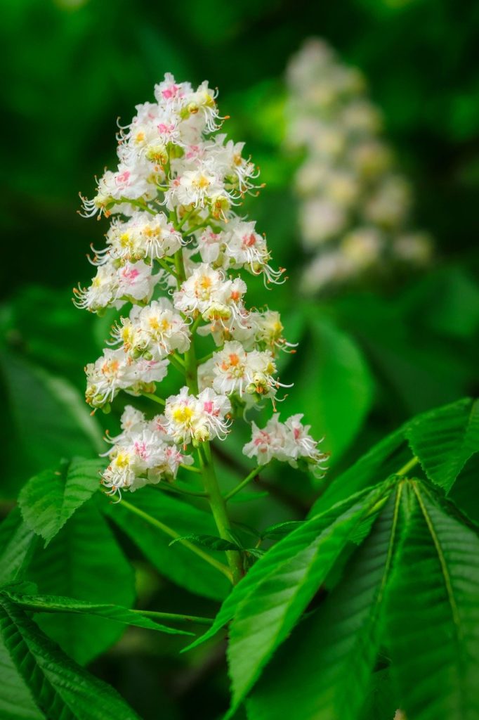 Chestnut Blossom Flowering Bloom  - fietzfotos / Pixabay