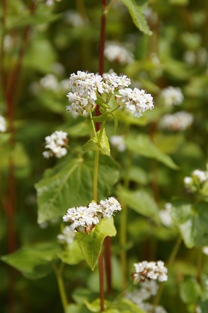 Buckwheat Close Up Blossom Bloom  - Efraimstochter / Pixabay