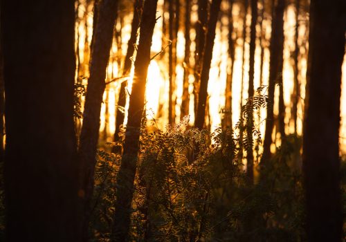 Sonnenschein auf Ruden