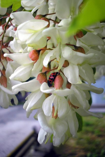 Acacia Flower Spring Blooming Tree  - dajaana / Pixabay