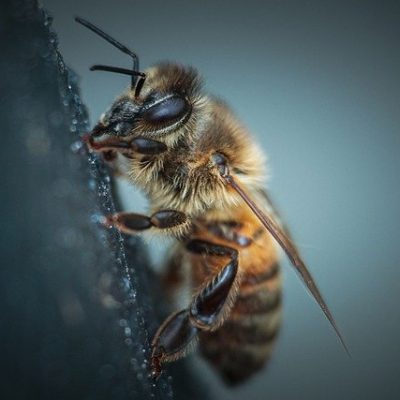 Bee Insect Entomology Macro  - ErvinGjata / Pixabay
