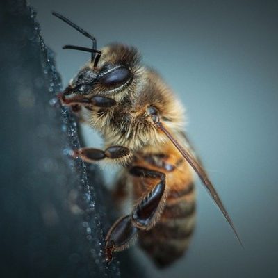 Bee Insect Entomology Macro Bee Insect Entomology Macro - ErvinGjata / Pixabay