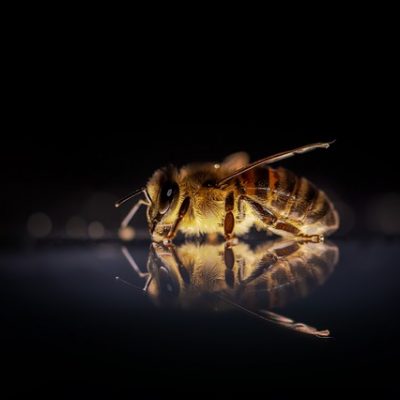 Bee Insect Winged Insect Wings Bee Insect Winged Insect Wings - umsiedlungen / Pixabay