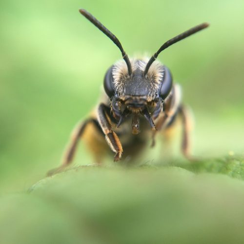 Bee Macro Green Nature Insect  - GruenAp / Pixabay