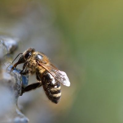 Bees Beekeeper Beekeeping Insect Bees Beekeeper Beekeeping Insect - xiSerge / Pixabay