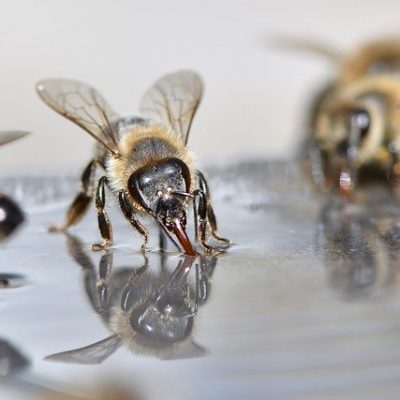Bees Beekeeper Beekeeping Insect Bees Beekeeper Beekeeping Insect - xiSerge / Pixabay