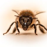 Honey Bee Bee Bees Insect Honey Honey Bee Bee Bees Insect Honey - umsiedlungen / Pixabay