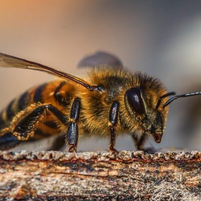 Insect Bee Honey Nature Honey Bee  - umsiedlungen / Pixabay