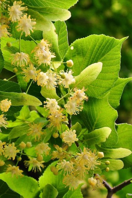 Linden Tree Small Leaved Herb  - szjeno09190 / Pixabay