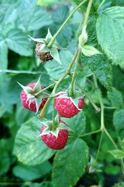 Malina Raspberries Fruit Berries  - Tomasz_Mikolajczyk / Pixabay