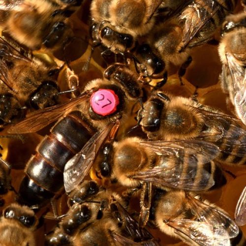 Queen Bee Bees Insect Honeybee Queen Bee Bees Insect Honeybee - xiSerge / Pixabay