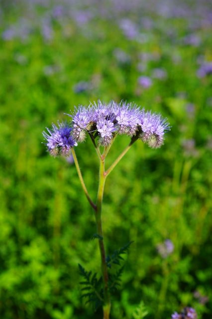 Tufted Flower Phacelia  - Hans / Pixabay