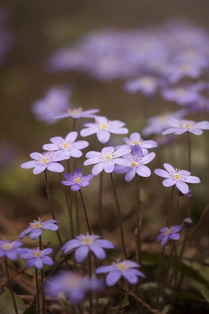 waldblüten